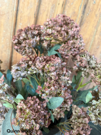 Brynxz hydrangea brown