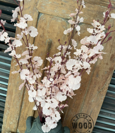 Brynxz oncidium pink
