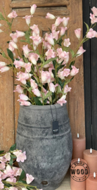 Brynxz campanulla light pink