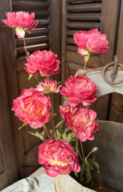 Sylxz ranunculus sober spring dark pink