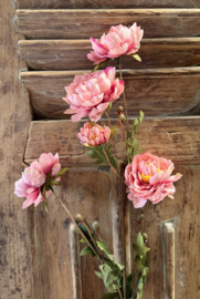 Sylxz ranunculus sober spring pink