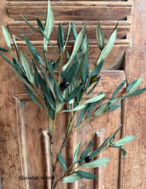 Sylxz Olive Stem Fructus Green