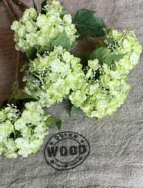 Viburnum groen