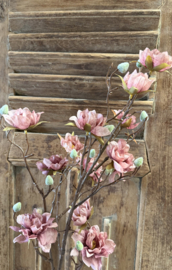 Sylxz azalea burgundy