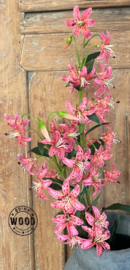 Brynxz cap lily pink