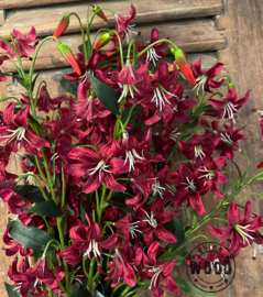 Brynxz cap lily dark red