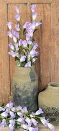 Brynxz campanulla blue