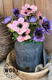 Brynxz annemoon purple