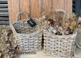 Brynxz senecio bush bronze