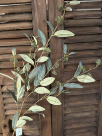 Sylxz Salix fructus green