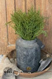 Gagel groen