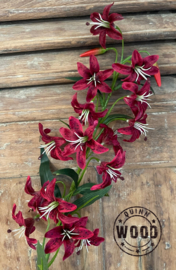 Brynxz cap lily dark red