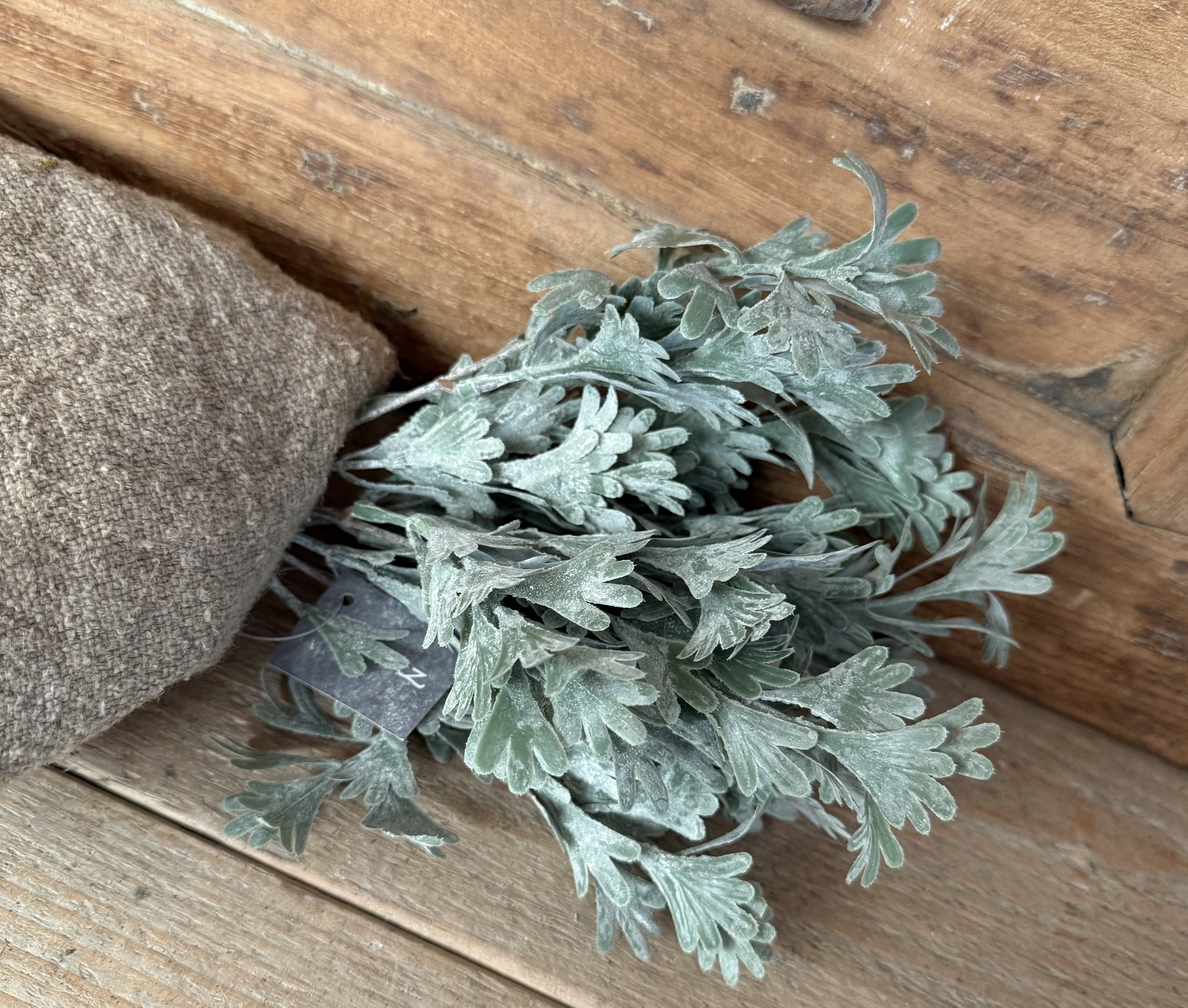 Brynxz senecio bush grey
