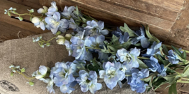 Delphinium lichtblauw