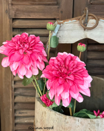 Sylxz Dahlia Grande Pink