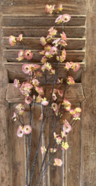 Sylxz Cornus carved grande pink