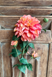 Sylxz Dahlia Grande Salmon