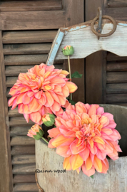 Sylxz Dahlia Grande Salmon