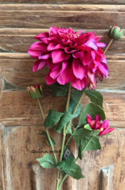 Sylxz Dahlia Grande Fuchsia