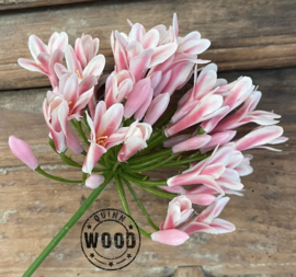 Brynxz agapanthus pink