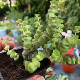 Workshop Plantjes stekken KINDEREN - op aanvraag
