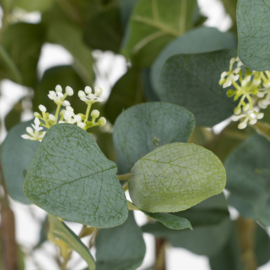 PLANT EUCALYPTUS 1.73 hoog!
