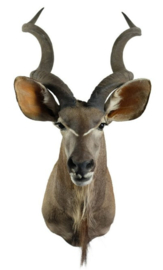 HERitage Kudu (Afrika)