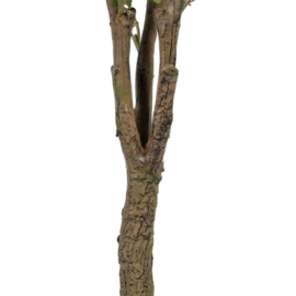 PLANT EUCALYPTUS 1.73 hoog!