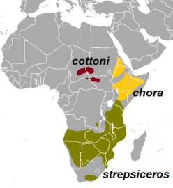 HERitage Kudu (Afrika)
