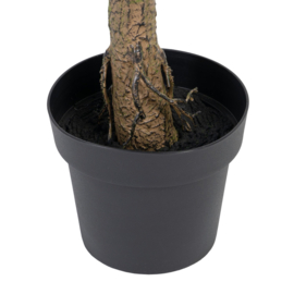 PLANT EUCALYPTUS 1.73 hoog!
