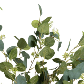 PLANT EUCALYPTUS 1.73 hoog!
