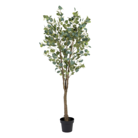 PLANT EUCALYPTUS 1.73 hoog!