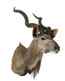 HERitage Kudu (Afrika)