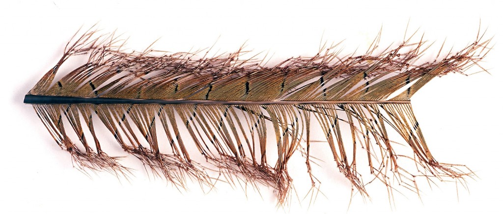 Knotted Tail - natural