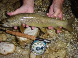 Marble trout