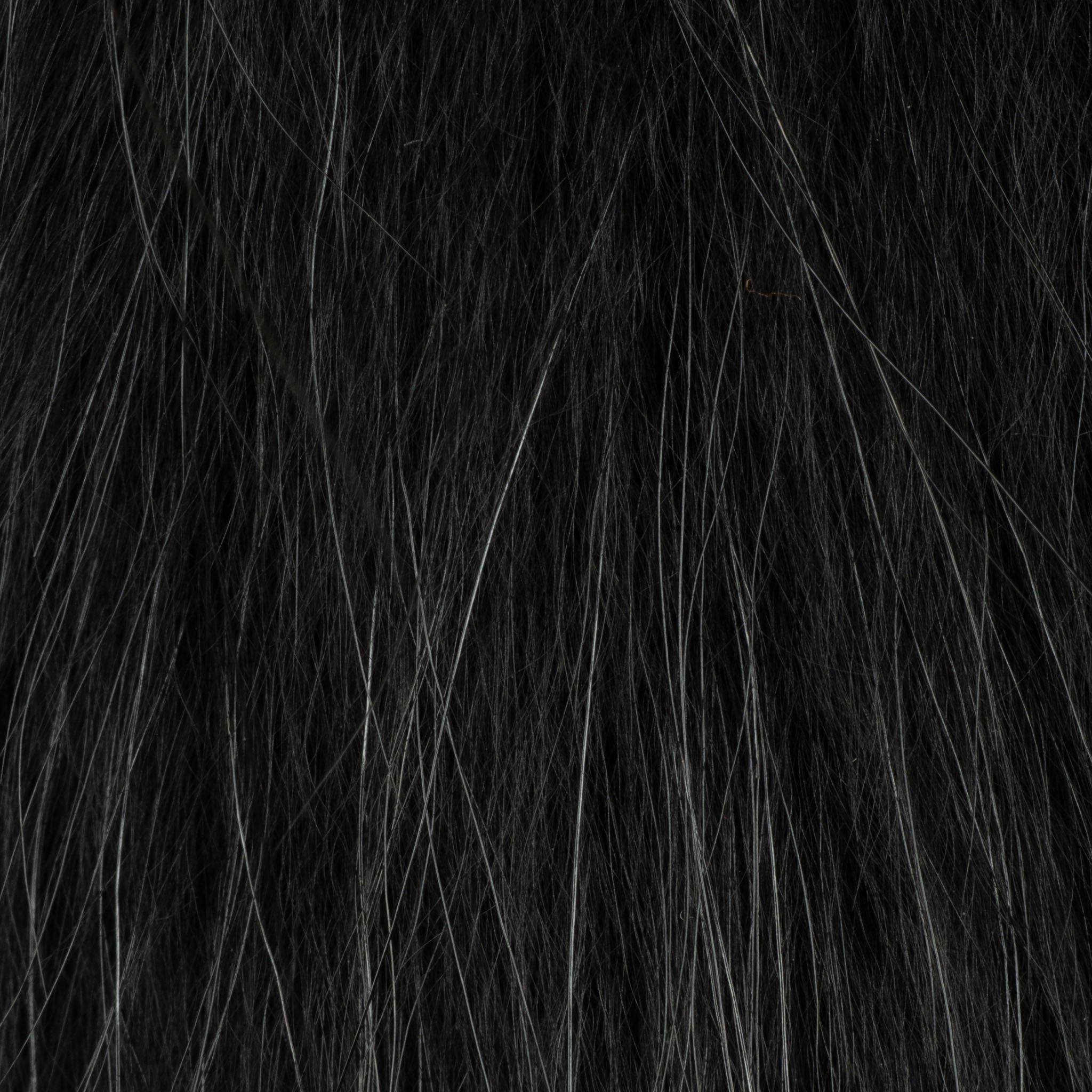 Tanuki - black