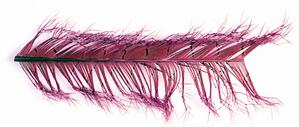 Knotted Tail - claret