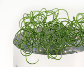 Wiggly Worms - olive green