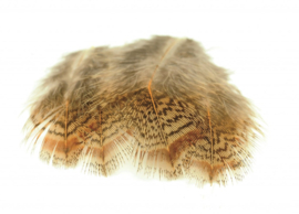English Partridge - brown back