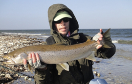 Baltic sea trout