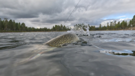 Pike in Lapland