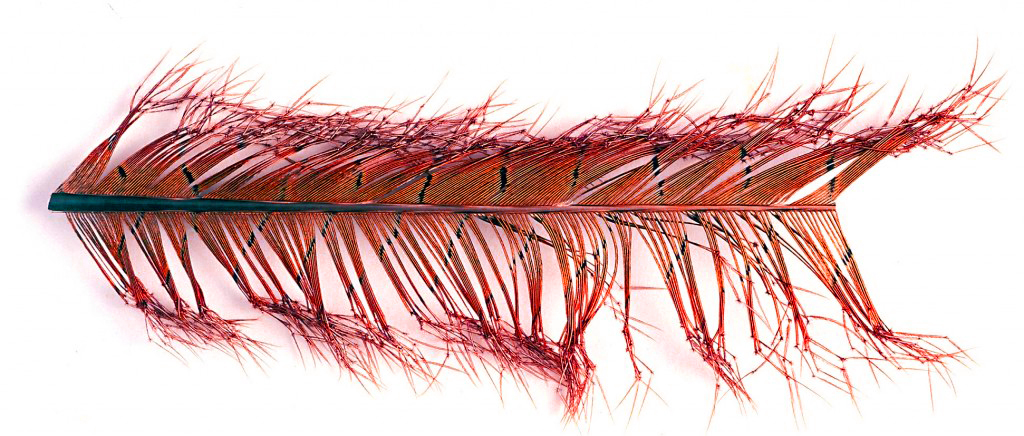 Knotted Tail - orange