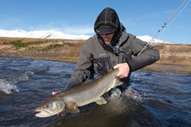 River sea trout