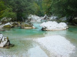 Marble trout