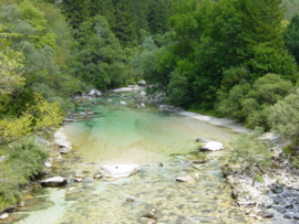 Marble trout