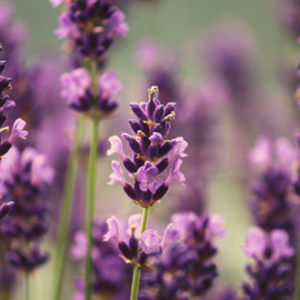 LICHTERDE - Lavendel (Lavendel)