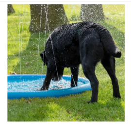 Speelgoed hond Splash Pool water sprinkler