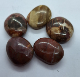 Versteend Hout