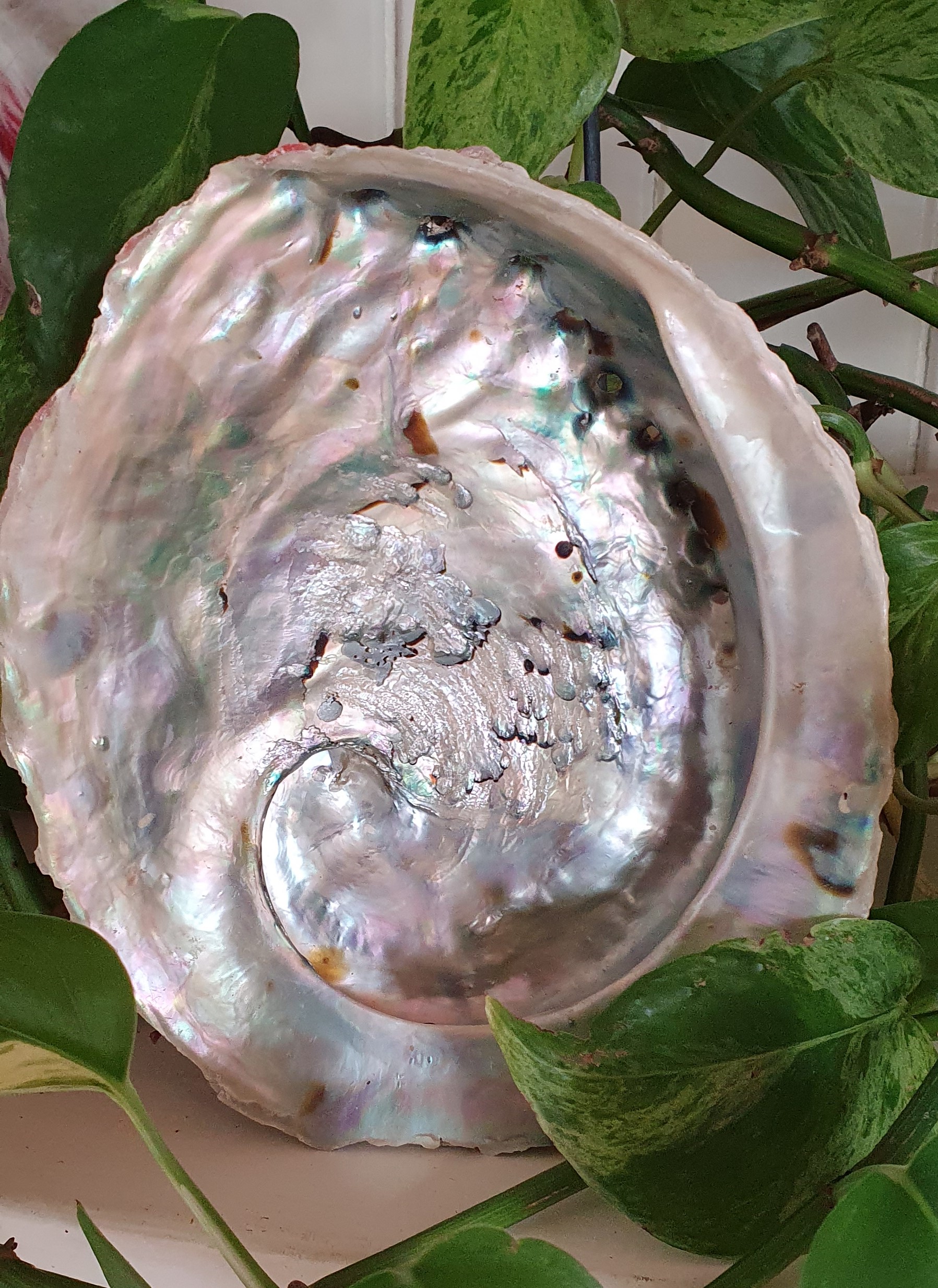 Abalone Schelp ca. 13 - 15 cm