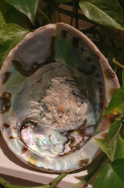 Abalone Schelp 13- 15 cm